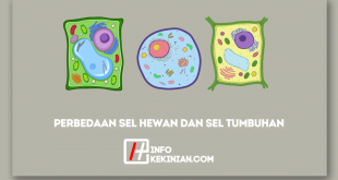 Perbedaan Sel Hewan dan Sel Tumbuhan yang Wajib Diketahui!