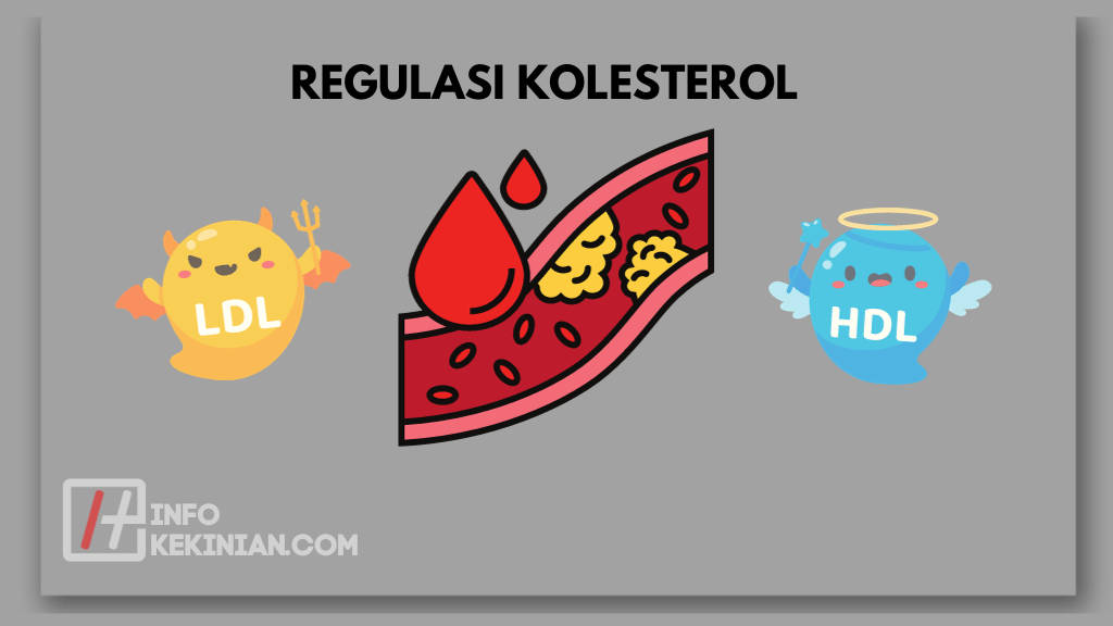 Regulasi Kolesterol