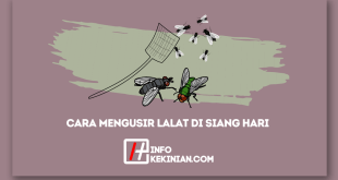 Cara Mengusir Lalat di Siang Hari Mudah, Cepat, dan Ampuh Wajib Dicoba!