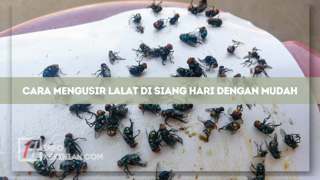 Cara Mengusir Lalat di Siang Hari dengan Mudah