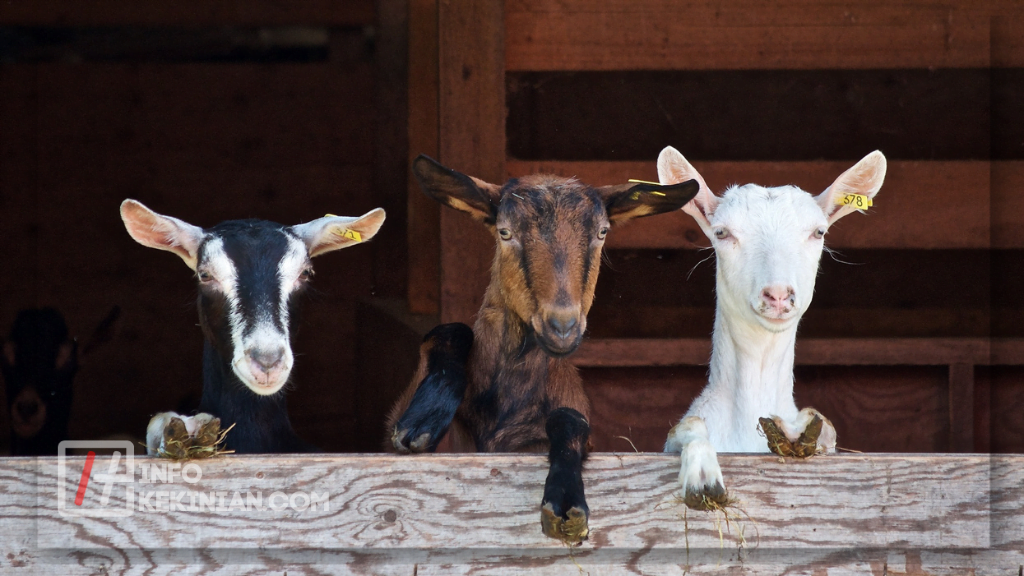 Kerugian Ternak Kambing