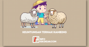 Keuntungan Ternak Kambing_ Potensi Bisnis yang Menggiurkan