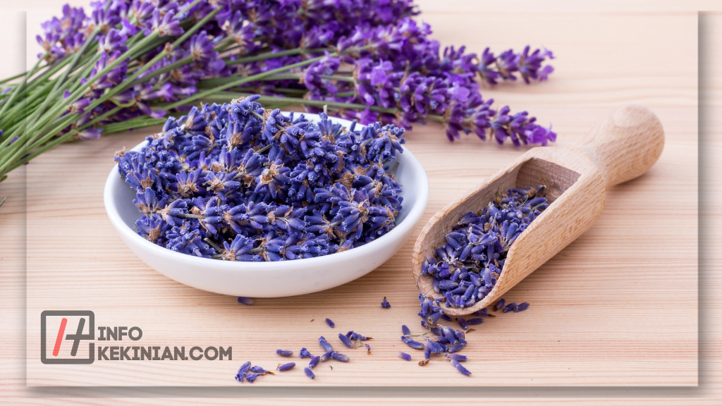 Lavender