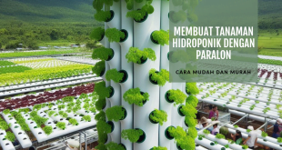 Cara Membuat Tanaman Hidroponik dengan Paralon