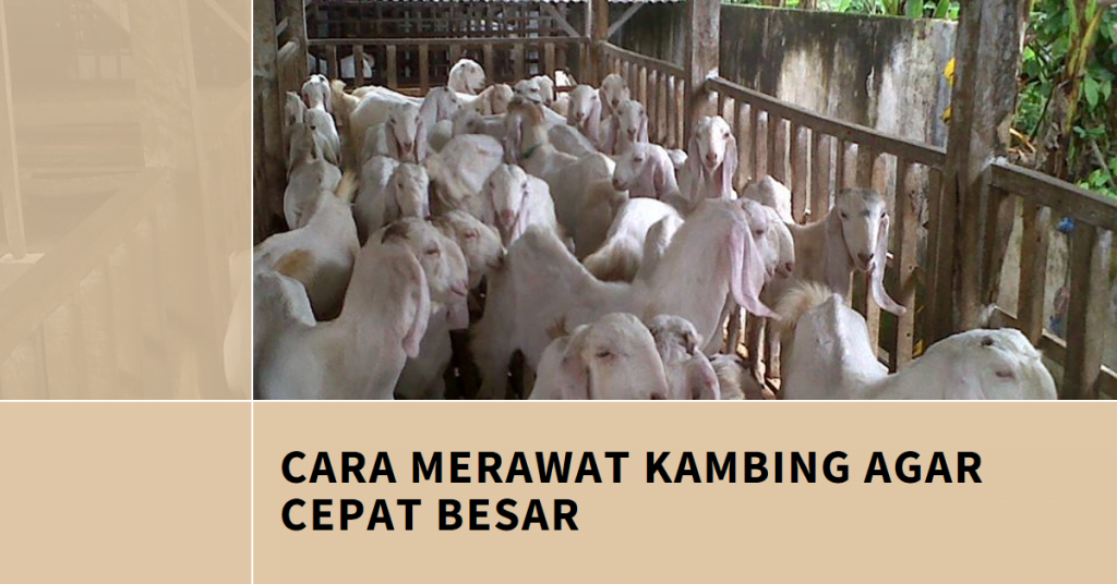 Cara Merawat Kambing Agar Cepat Besar