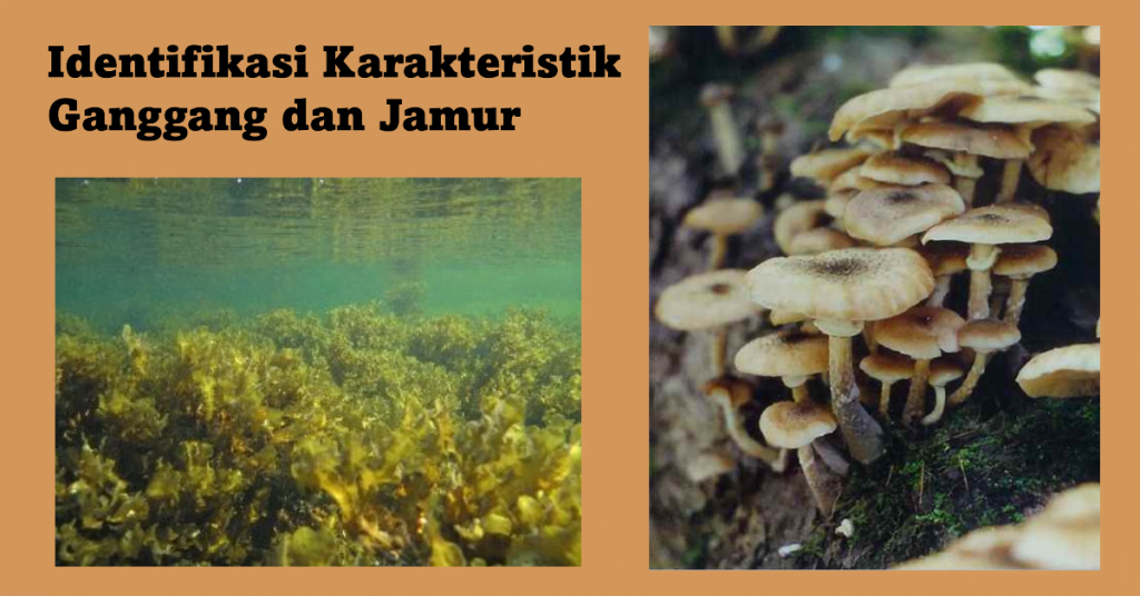Identifikasi Karakteristik Ganggang dan Jamur