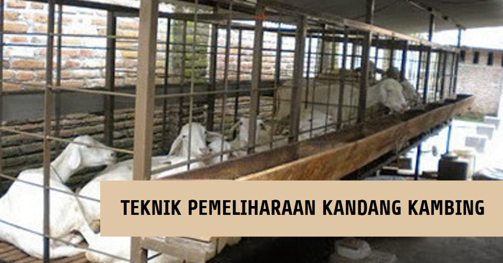 Teknik Pemeliharaan Kandang Kambing