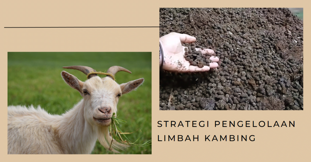 Strategi Pengelolaan Limbah Kambing