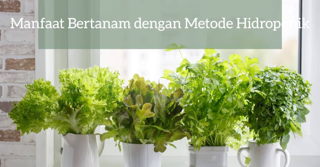 Manfaat Bertanam dengan Metode Hidroponik