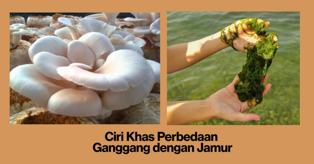 Ciri Khas Perbedaan  Ganggang dengan Jamur