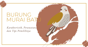 Mengenal Burung Murai Batu