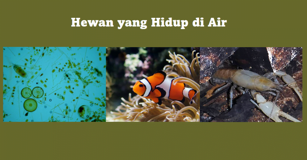 Hewan yang Hidup di Air