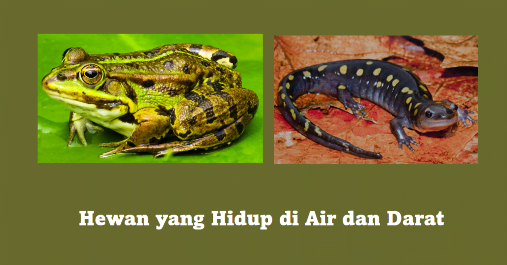 Jenis Hewan yang Hidup di Air dan Darat