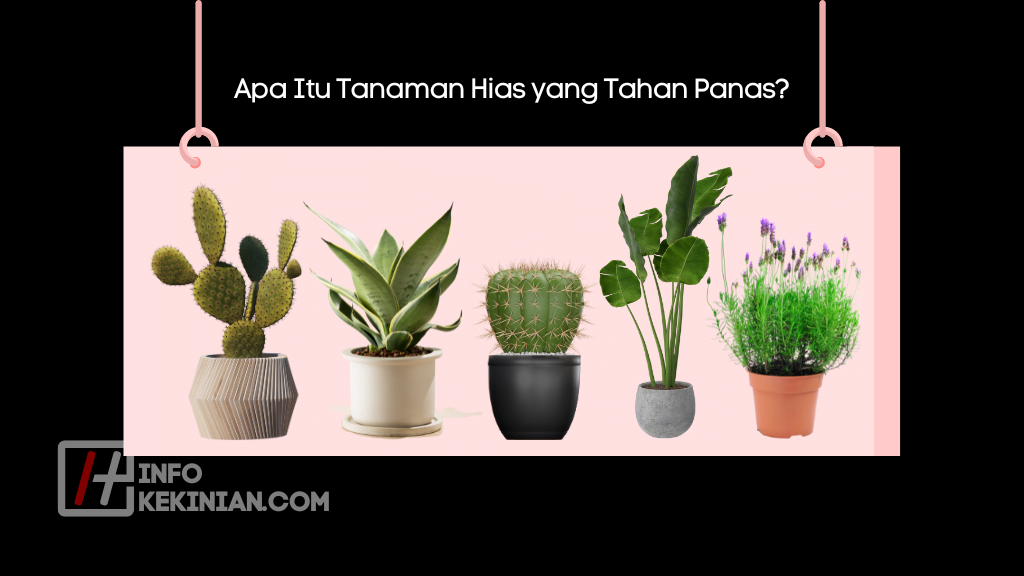 Apa Itu Tanaman Hias yang Tahan Panas