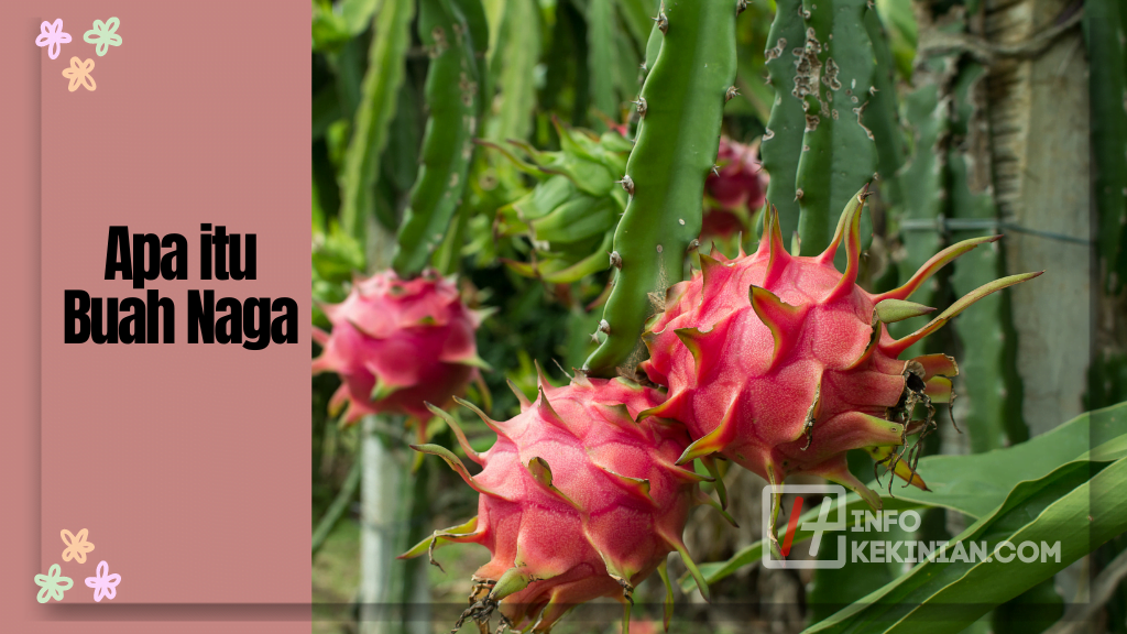 Jangan Sampai Salah, Cara Menanam Buah Naga di Halaman Rumah dengan Mudah, Wajib Diketahui! 1 Apa itu Buah Naga