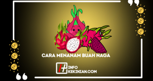 Cara Menanam Buah Naga di Halaman Rumah dengan Mudah