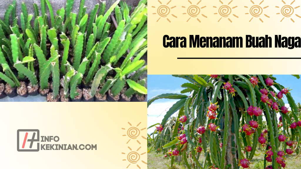 Jangan Sampai Salah, Cara Menanam Buah Naga di Halaman Rumah dengan Mudah, Wajib Diketahui! 2 Cara Menanam Buah Naga