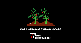 Cara Merawat Tanaman Cabe agar Tumbuh Subur dan Berbuah Lebat, yang Penting Diketahui!
