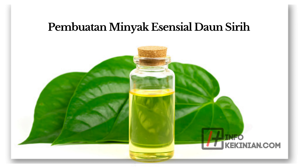 Cara Penggunaan Daun Sirih sebagai Obat Herbal