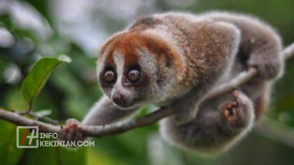 Contoh Ragam Fauna Indonesia Bagian Timur