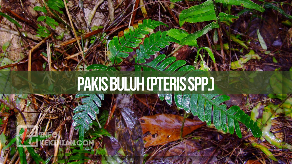 Jenis-Jenis Tumbuhan Paku