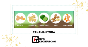Jenis Tanaman Toga, Manfaat dan Cara Budidayanya, Wajib Diketahui!