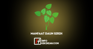 Manfaat Daun Sirih Pengobatan Tradisional untuk Kesehatan yang Luar Biasa, Wajib Diketahui