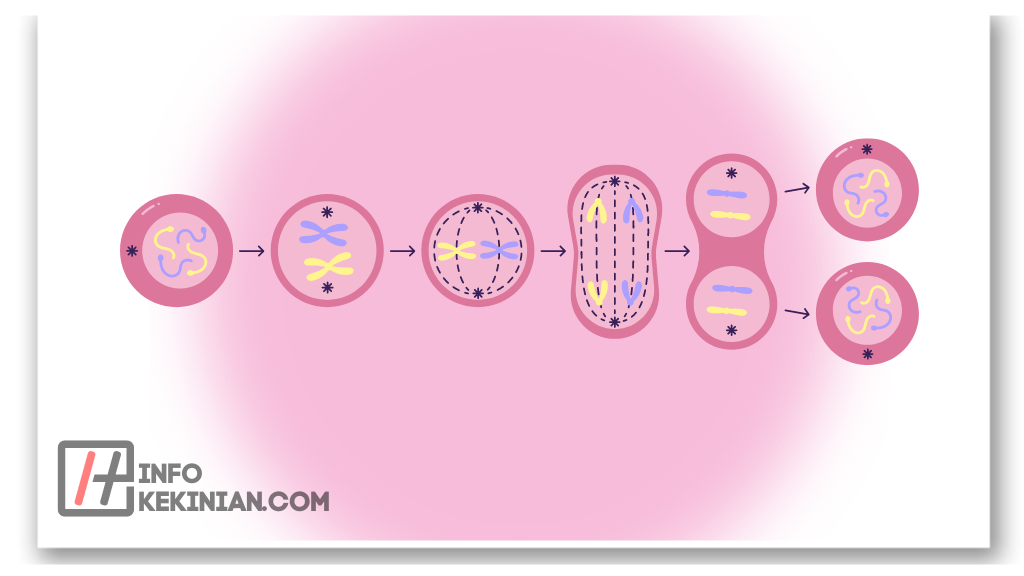 Pengertian Mitosis dan Meiosis