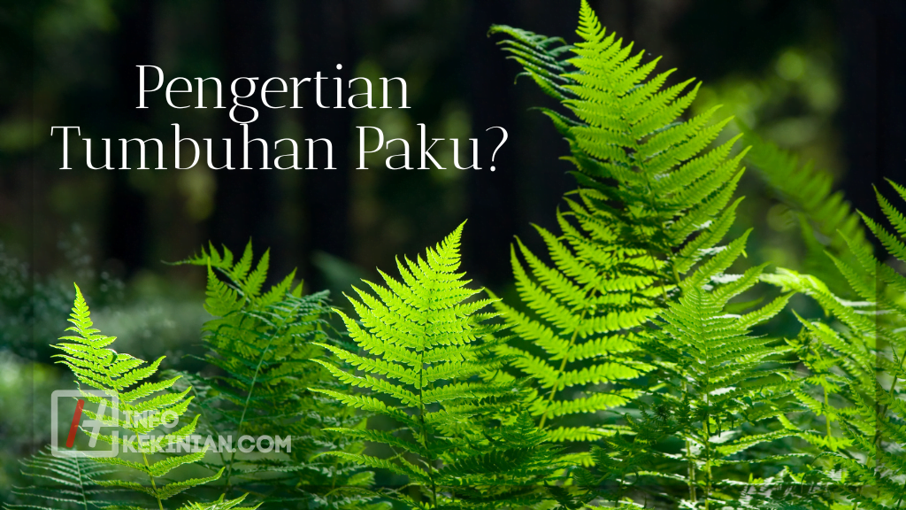 Pengertian Tumbuhan Paku