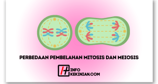 Perbedaan Pembelahan Mitosis dan Meiosis, Wajib Kamu Tahu Ini Penjelasannya!