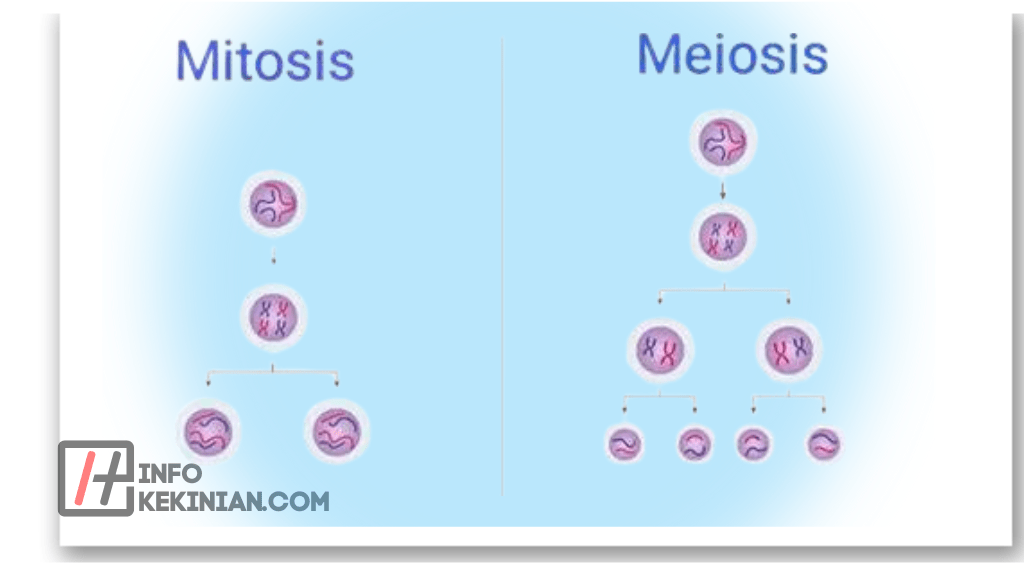 Perbedaan Pembelahan Mitosis dan Meiosis