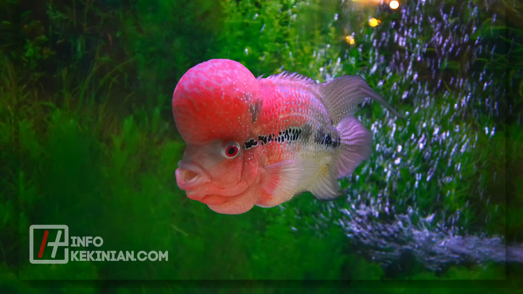 Rekomendasi Makanan Ikan Louhan