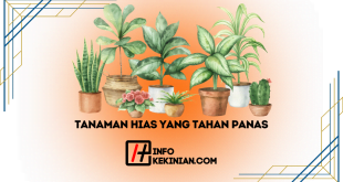 Rekomendasi Tanaman Hias yang Tahan Panas, Mudah Dirawat dan Mempercantik Rumah Kamu!