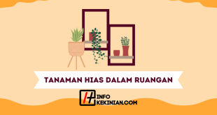 Tanaman Hias Dalam Ruangan Mempercantik Ruang di Rumah Kamu!