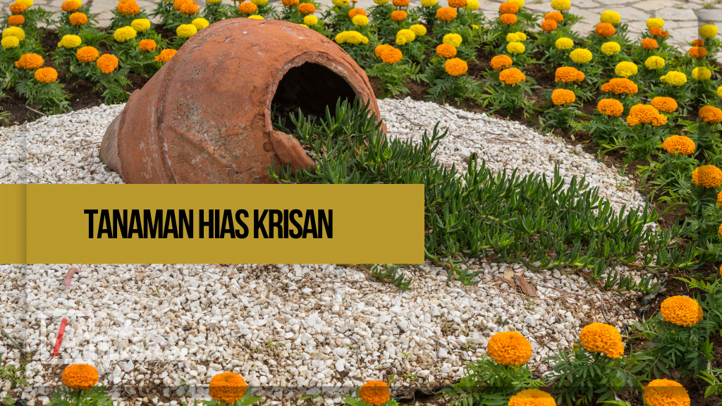 Tanaman Hias Krisan