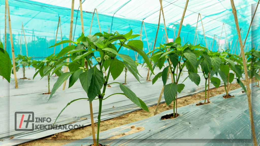Tips Pertumbuhan Cabe yang Sukses