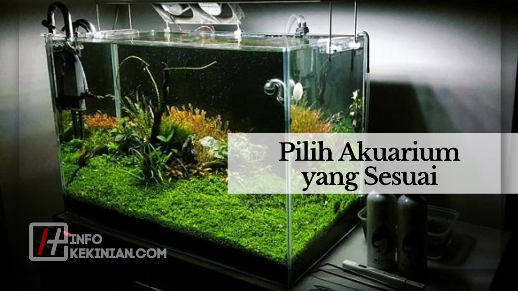 Tips dan Trik Perawatan Ikan Louhan