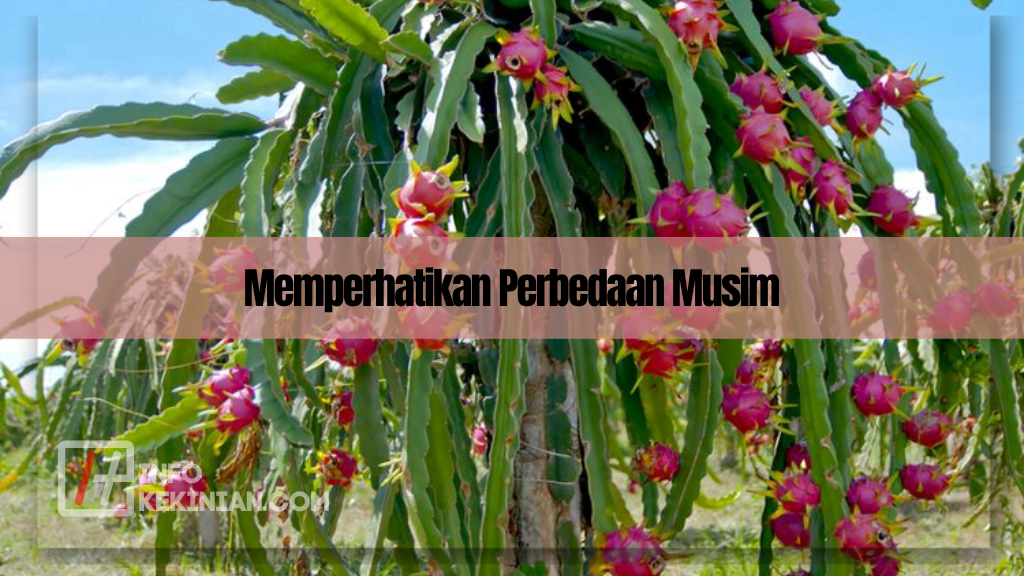 Jangan Sampai Salah, Cara Menanam Buah Naga di Halaman Rumah dengan Mudah, Wajib Diketahui! 3 Tips dan Trik Tambahan Cara Menanam Buah Naga