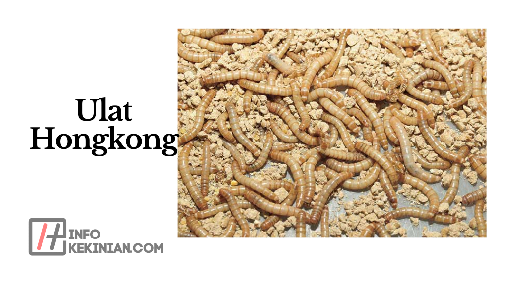 Ulat Hongkong