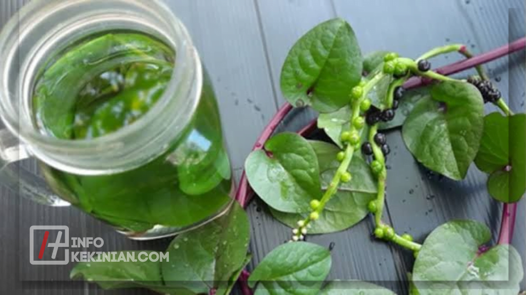Cara Mengonsumsi Daun Binahong