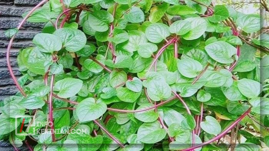 Kandungan Nutrisi dalam Daun Binahong
