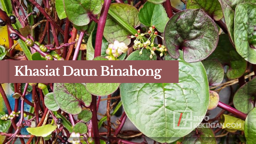 Khasiat Daun Binahong