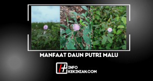 Manfaat Daun Putri Malu untuk Kesehatan