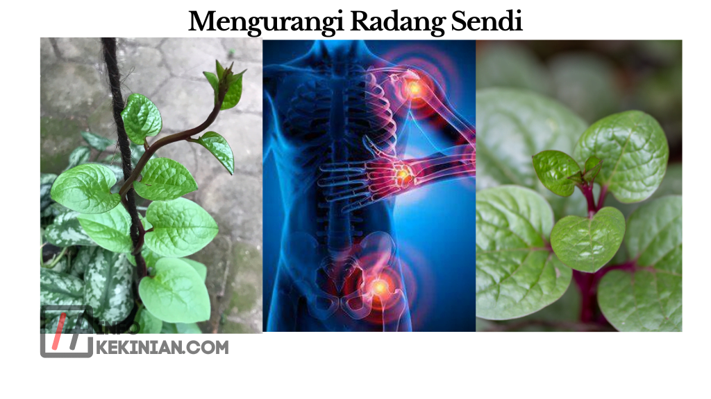 Mengurangi Radang Sendi