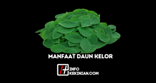 Manfaat Daun Kelor untuk Kesehatan dan Kecantikan Tubuh