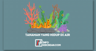 10 Contoh Tanaman yang Hidup di Air