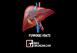 Fungsi Hati dalam Tubuh Manusia Wajib Kamu Ketahui!