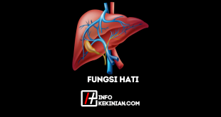 Fungsi Hati dalam Tubuh Manusia Wajib Kamu Ketahui!