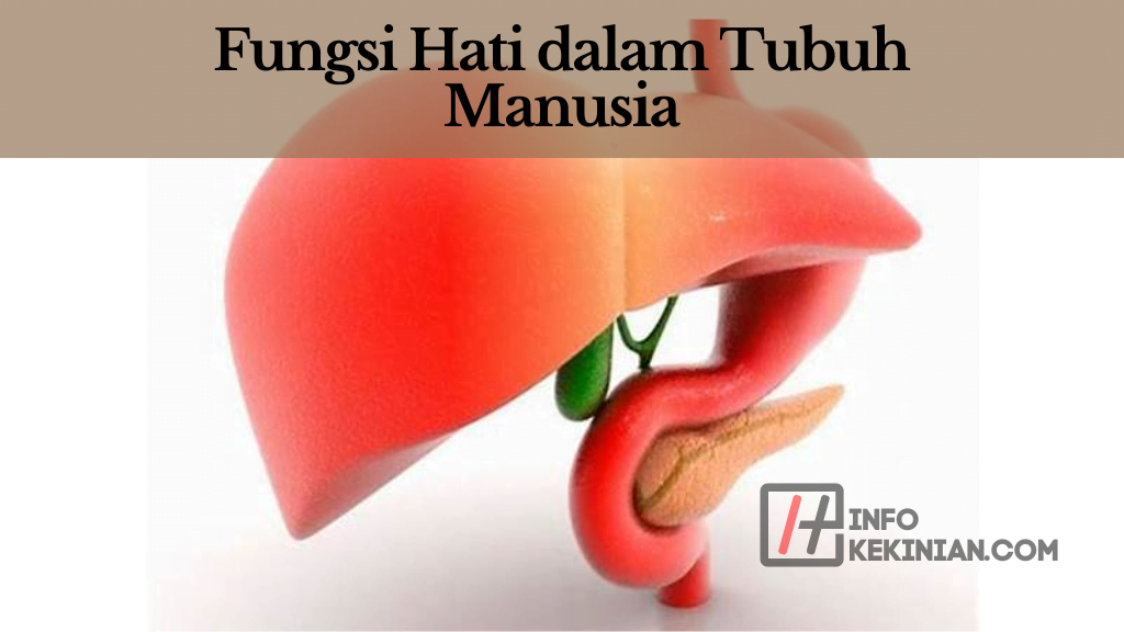 Fungsi Hati dalam Tubuh Manusia