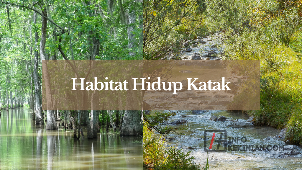 Habitat Hidup Katak